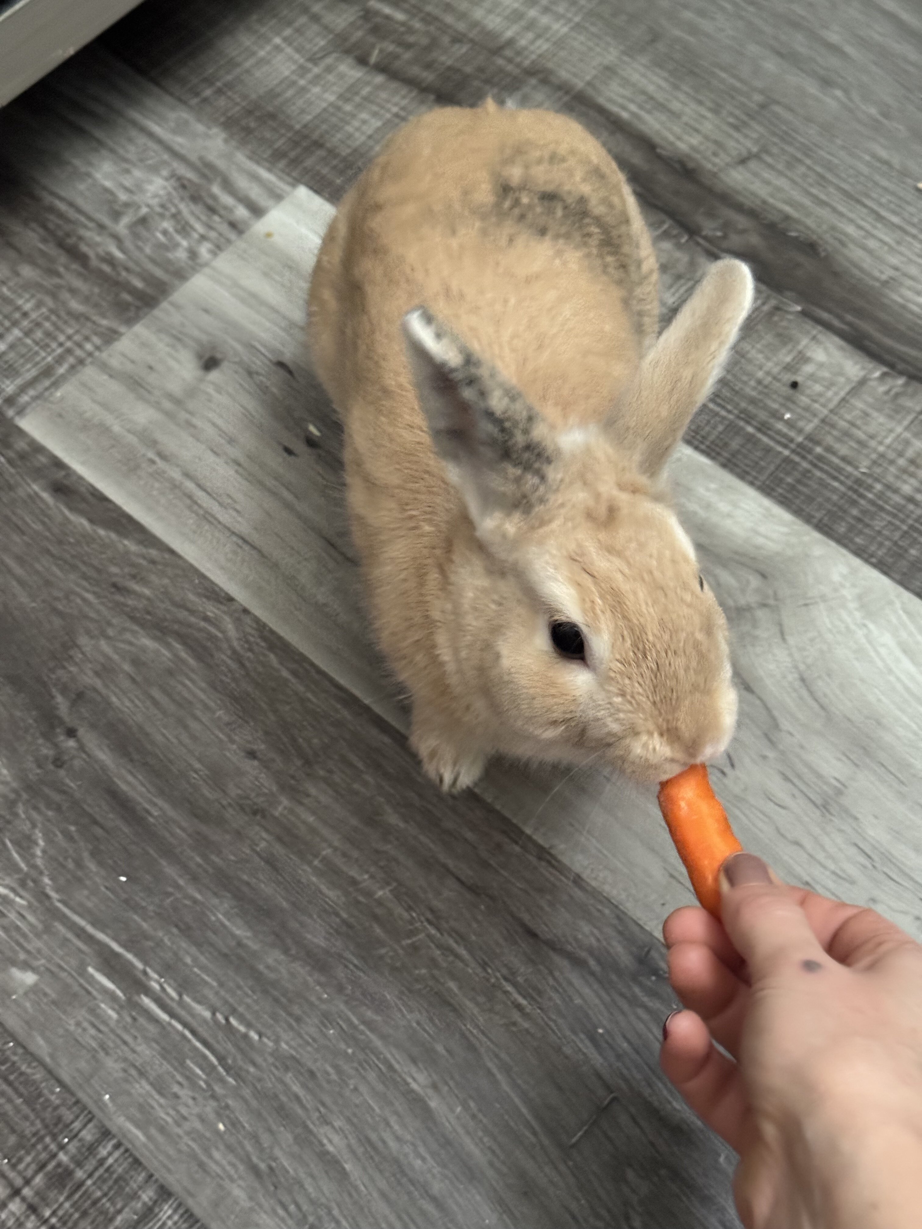 Sweet 1 Year Old Male Bunny Litter Trained. image 3