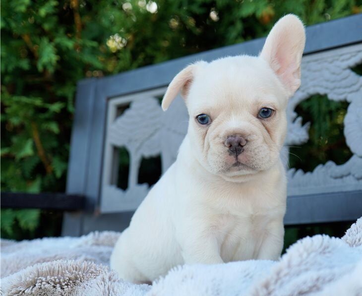 Boys/Girls French Bulldog Puppies image 1