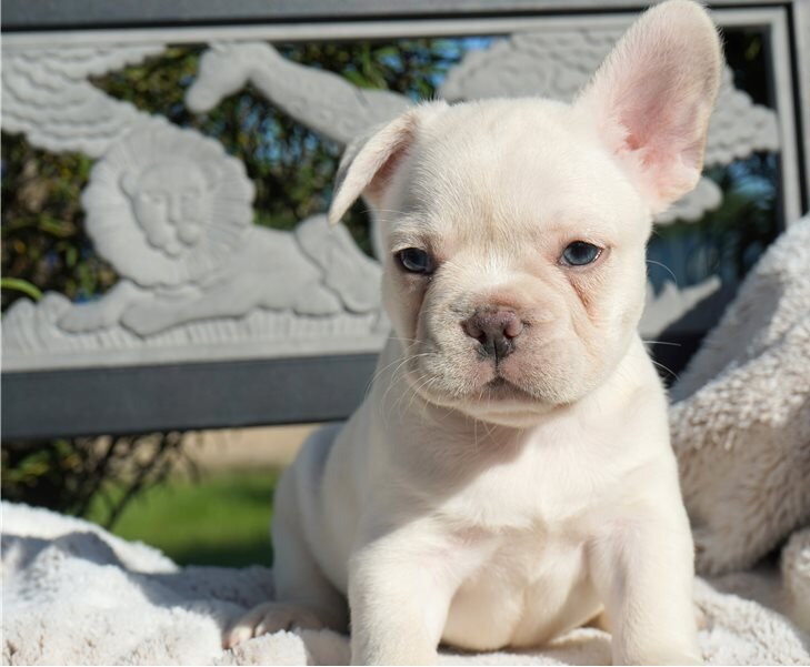 Boys/Girls French Bulldog Puppies image 2