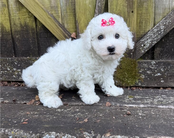 Clean White Bichon Frise Puppies image 1