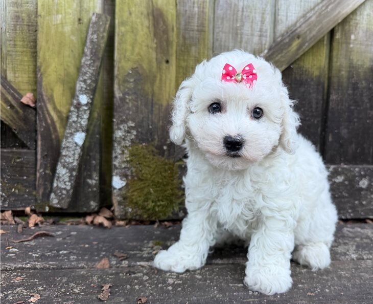 Clean White Bichon Frise Puppies image 2