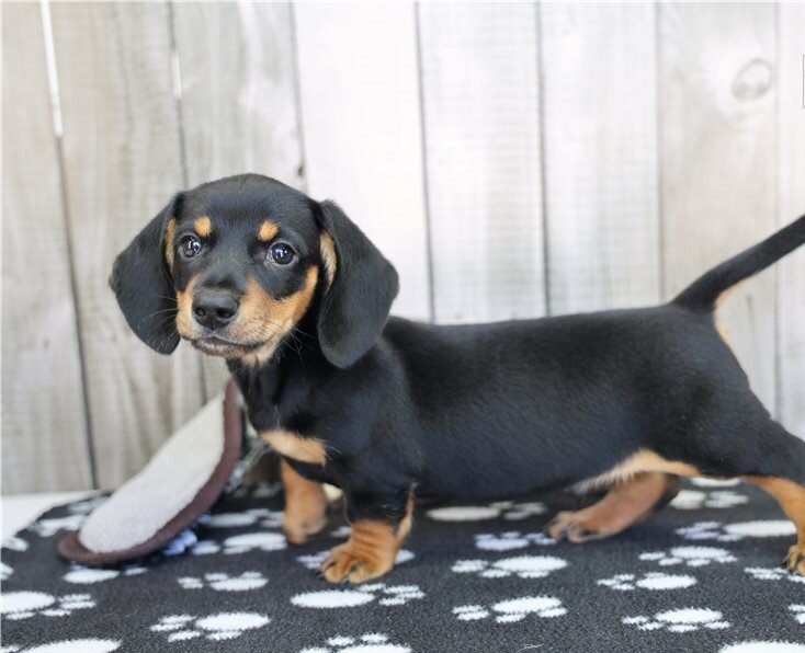 Pra Clear Dachshund Pups image 1