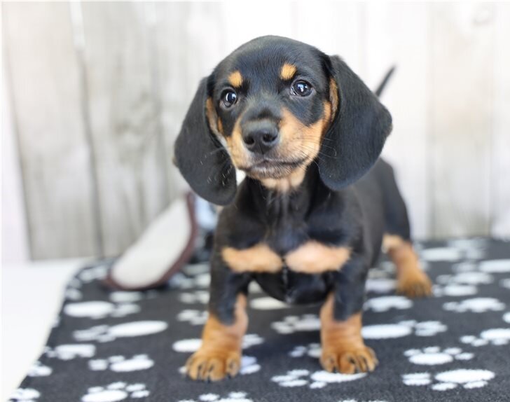 Pra Clear Dachshund Pups image 3