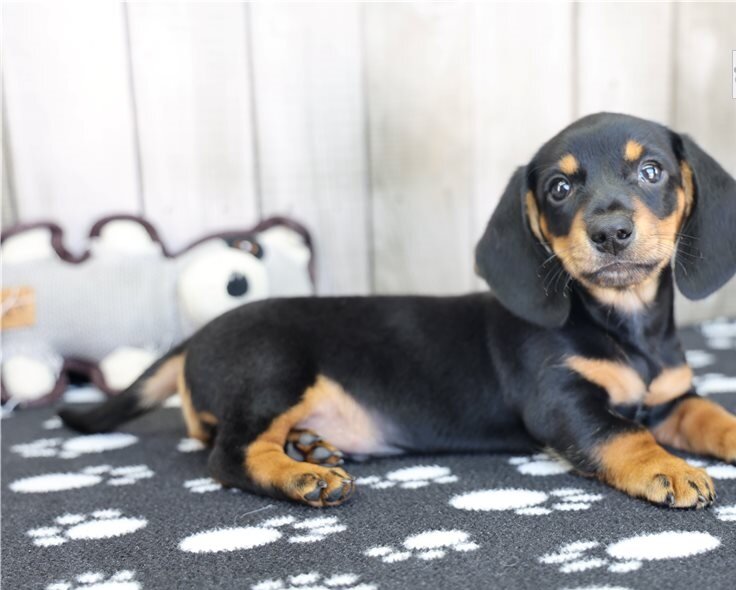 Pra Clear Dachshund Pups image 2