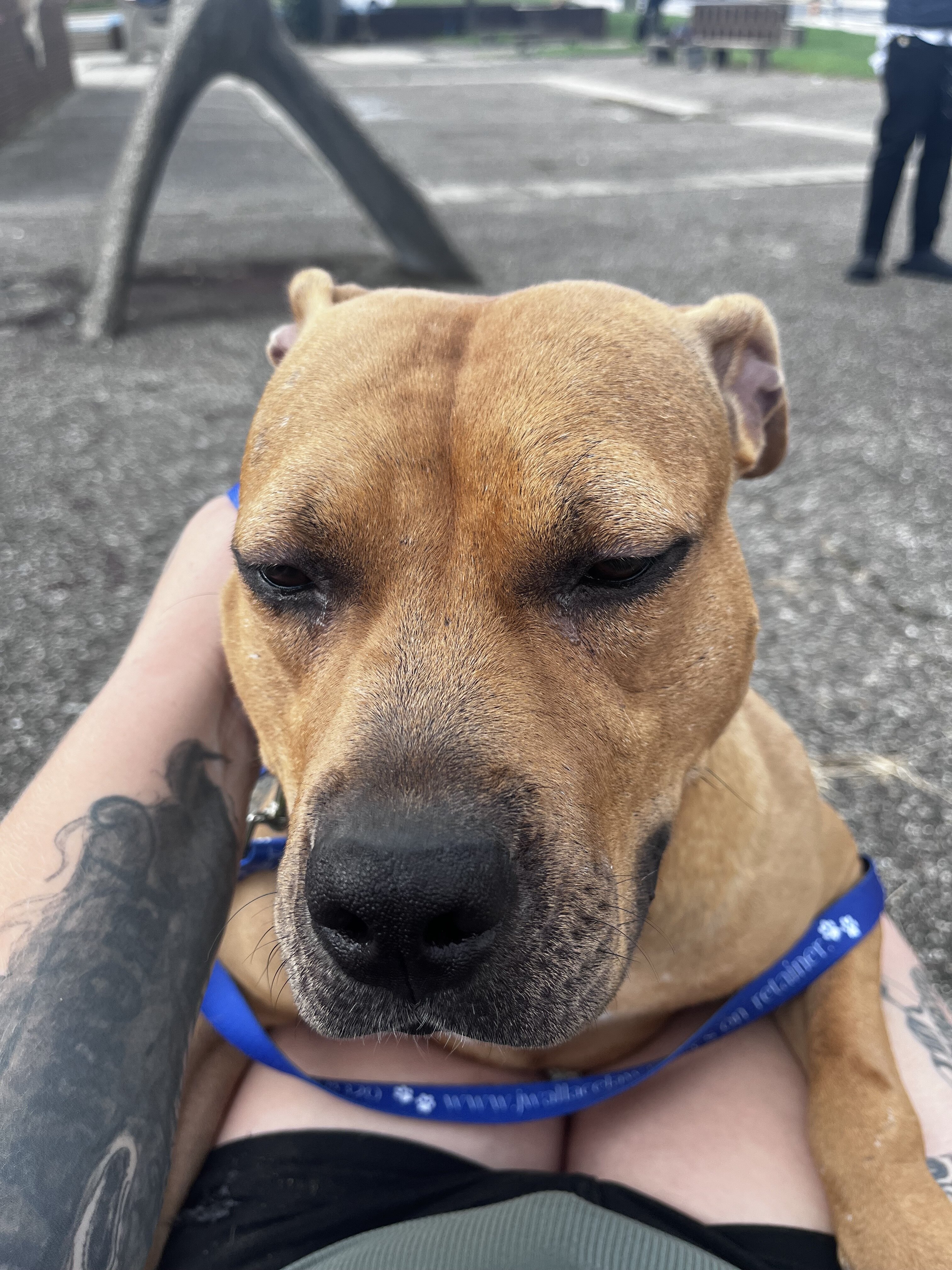 Dog, staffy mix image 3