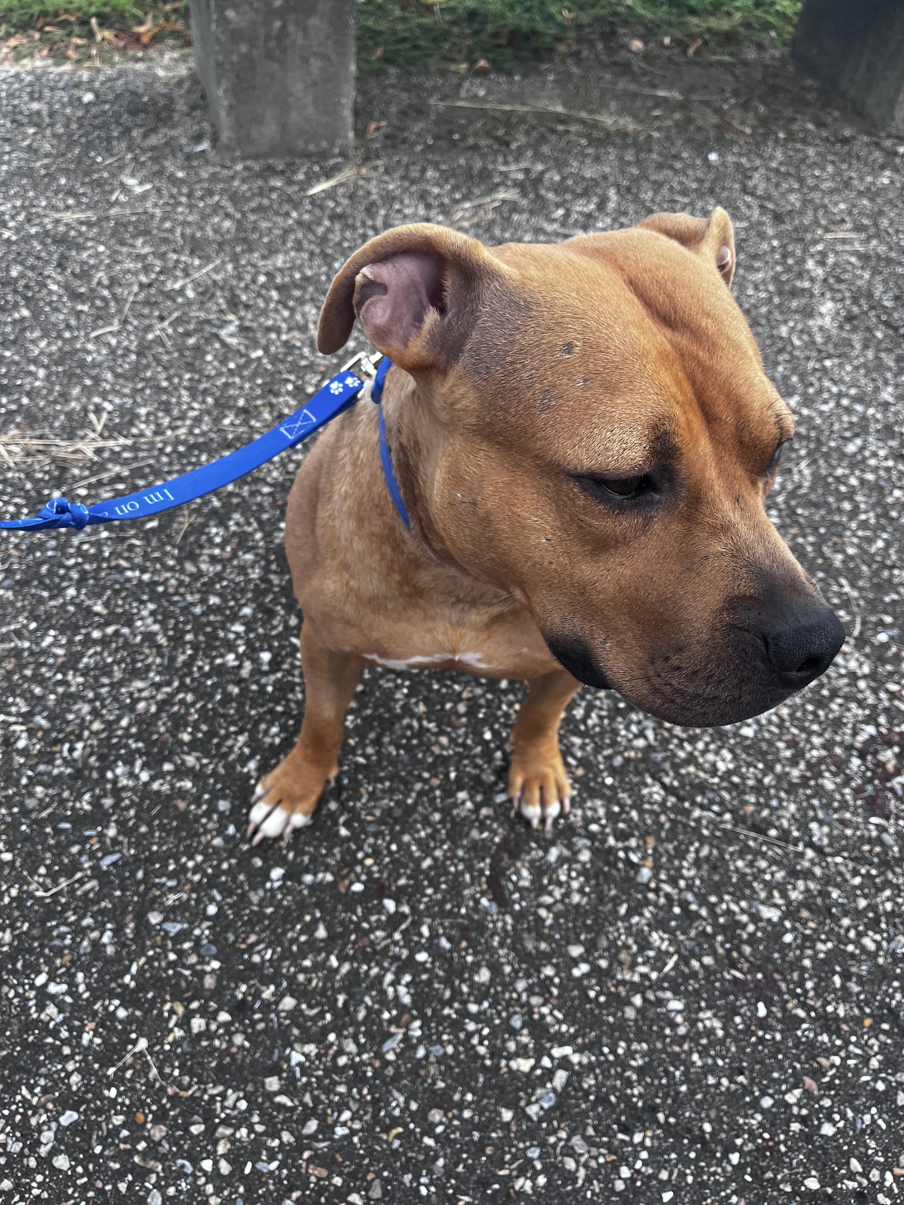 Dog, staffy mix image 2