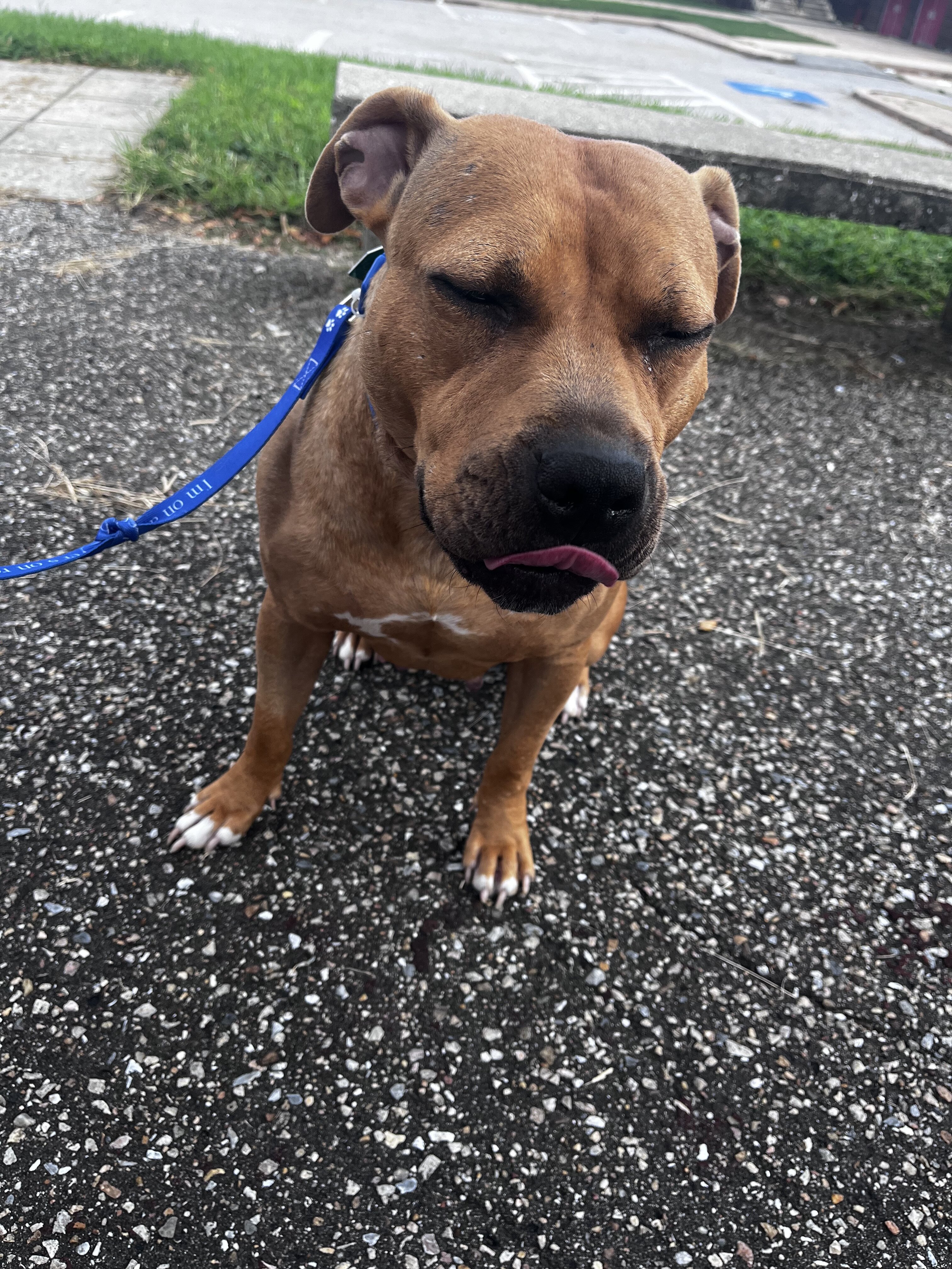 Dog, staffy mix image 4