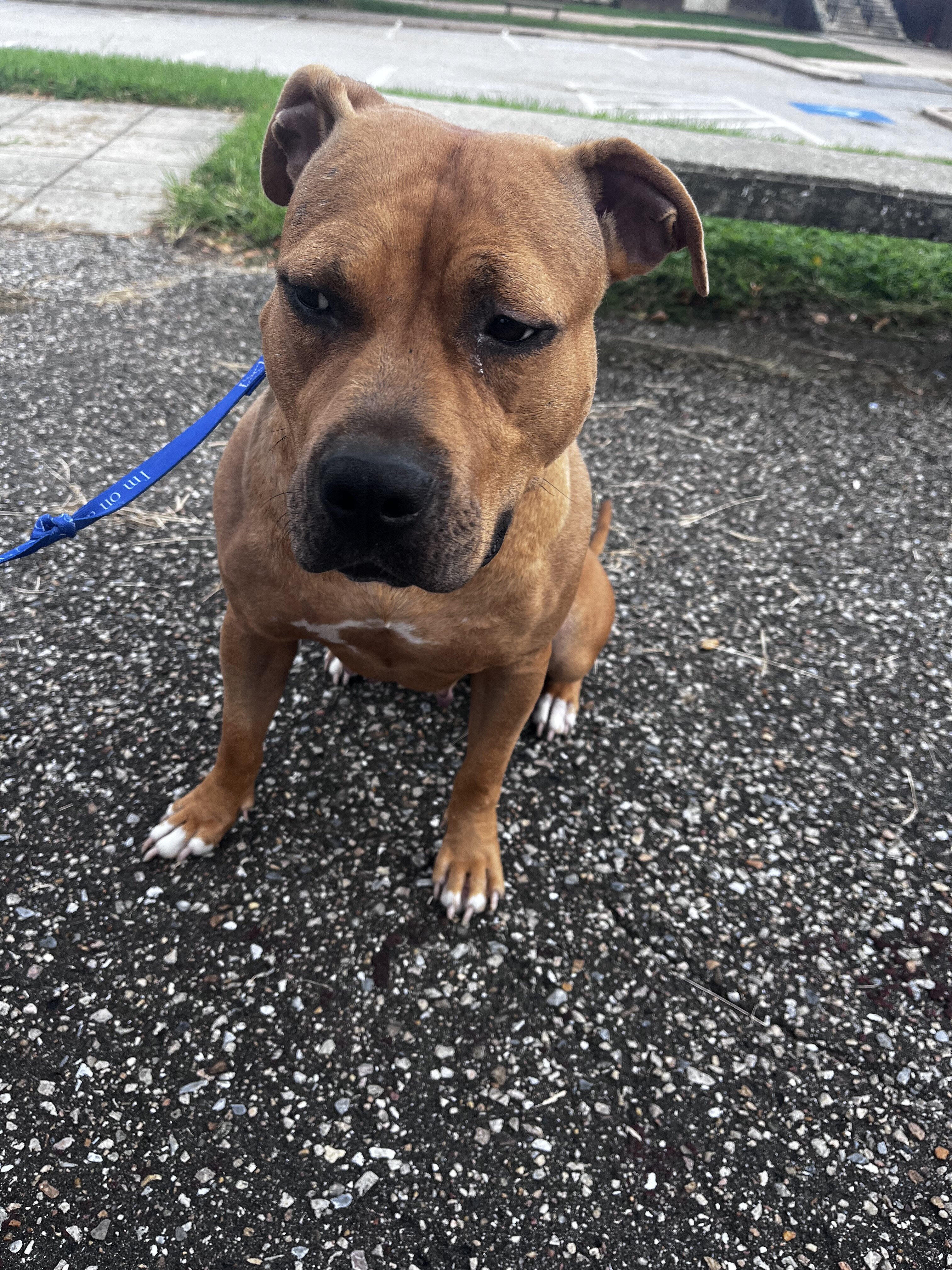 Dog, staffy mix image 1