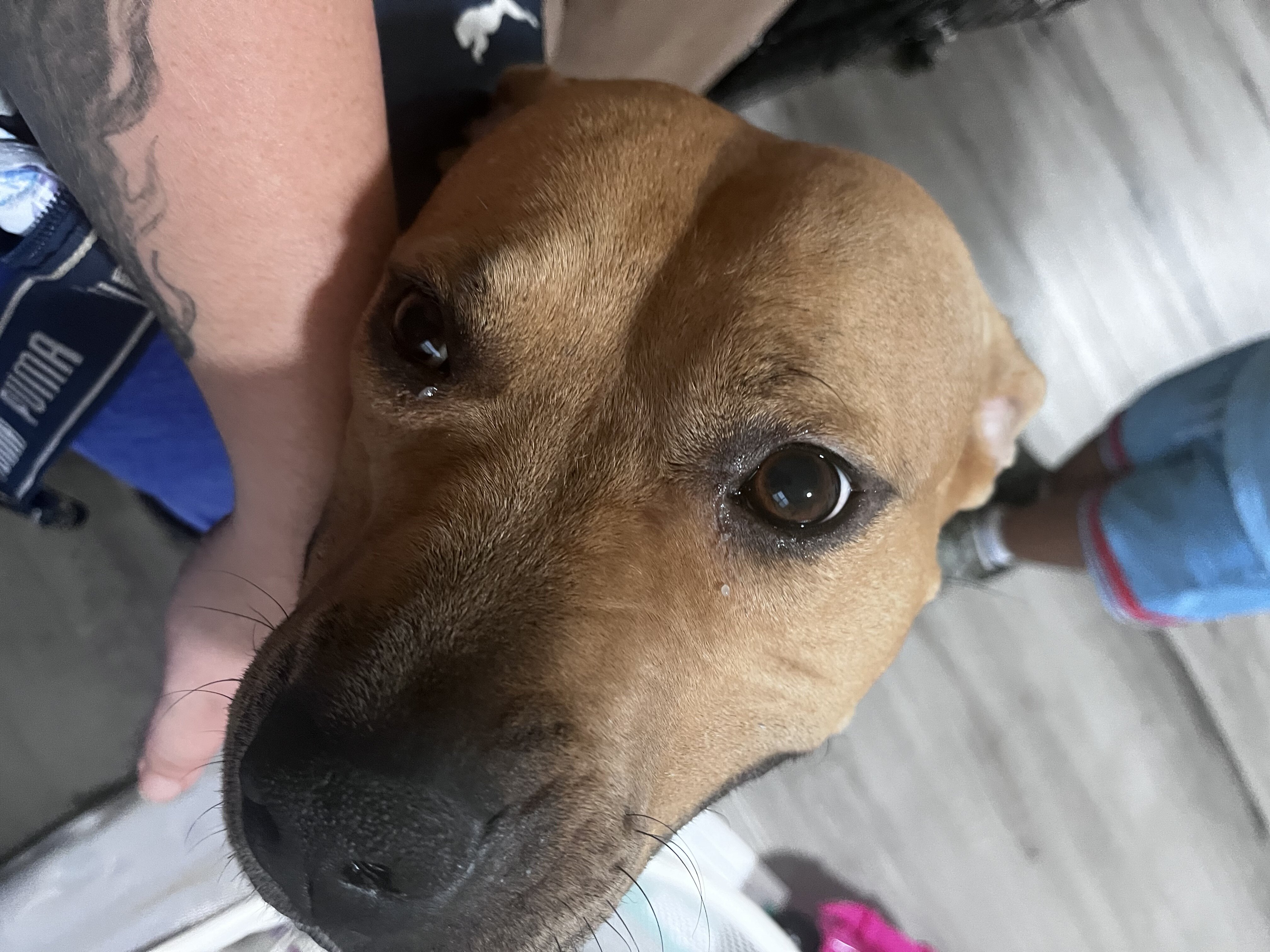 Dog, staffy mix image 6