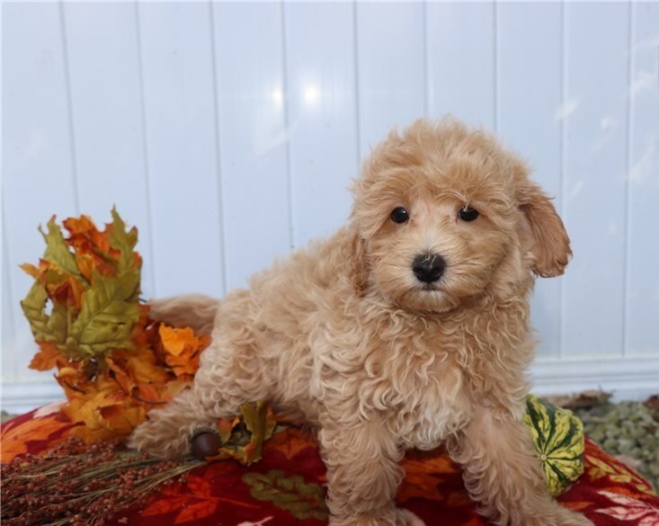 Registered Little Maltipoo Puppies image 1