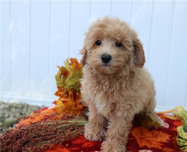 Registered Little Maltipoo Puppies image 2