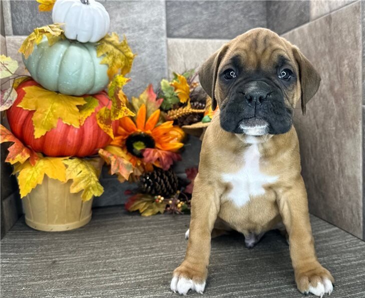 Brindle Boxer Puppies image 1