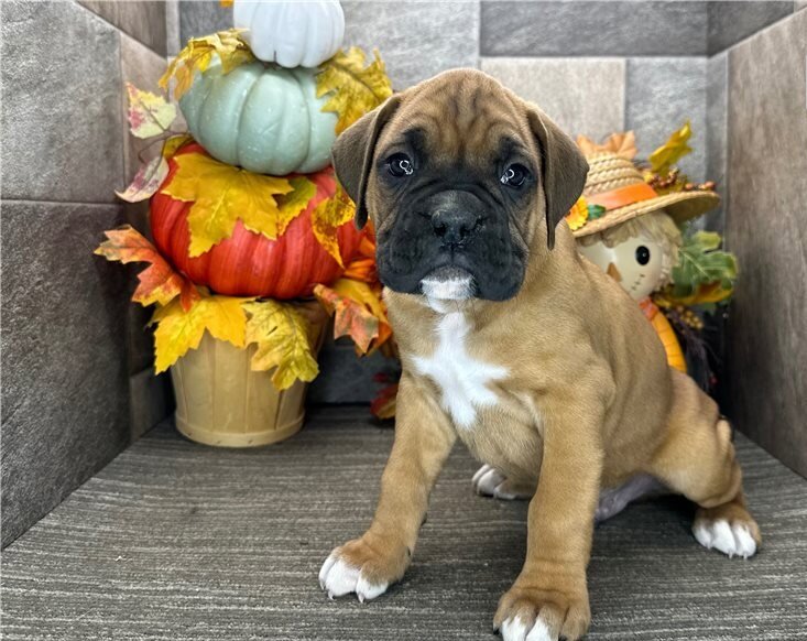 Brindle Boxer Puppies image 2