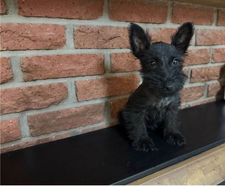 Potty Trained Scottish Terrier Puppies image 1