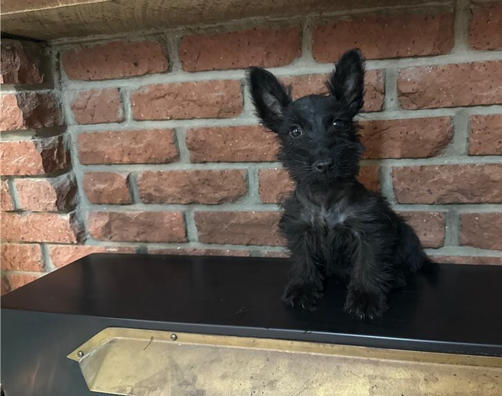 Potty Trained Scottish Terrier Puppies image 2
