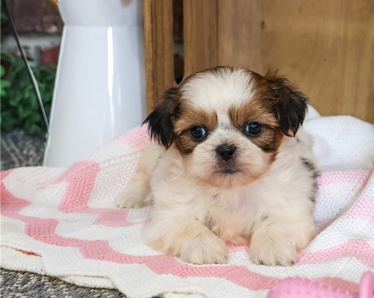 Playmate Shih Tzu Puppies For Sale image 2