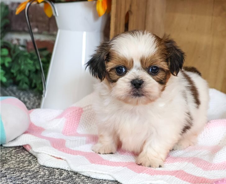 Playmate Shih Tzu Puppies For Sale image 1