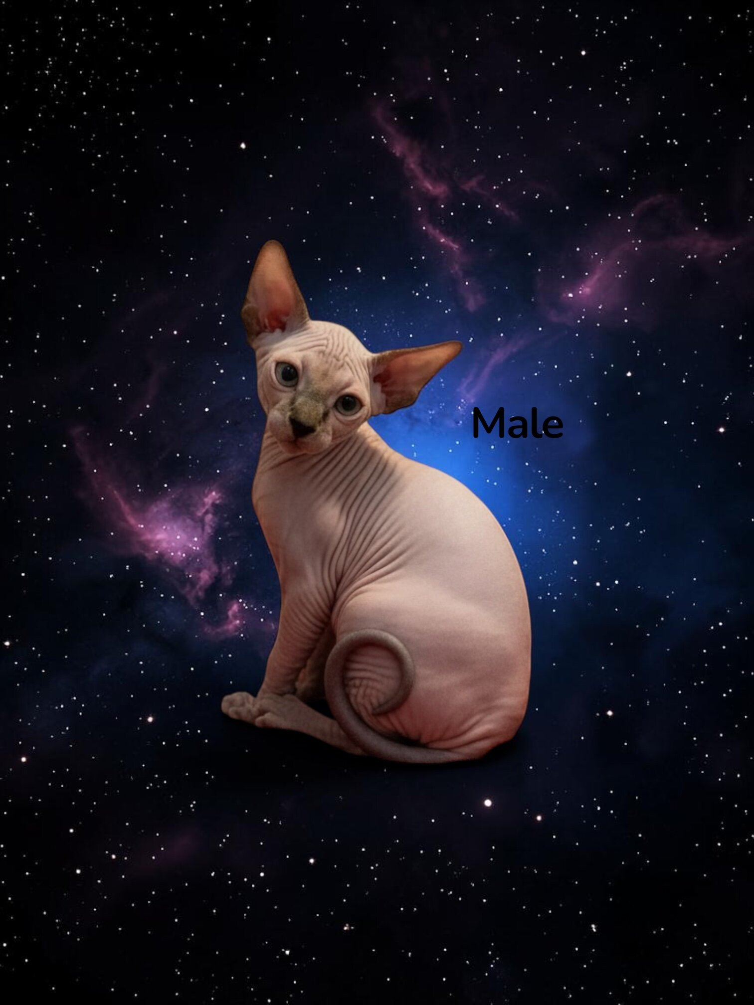 Sphynx Kittens image 1