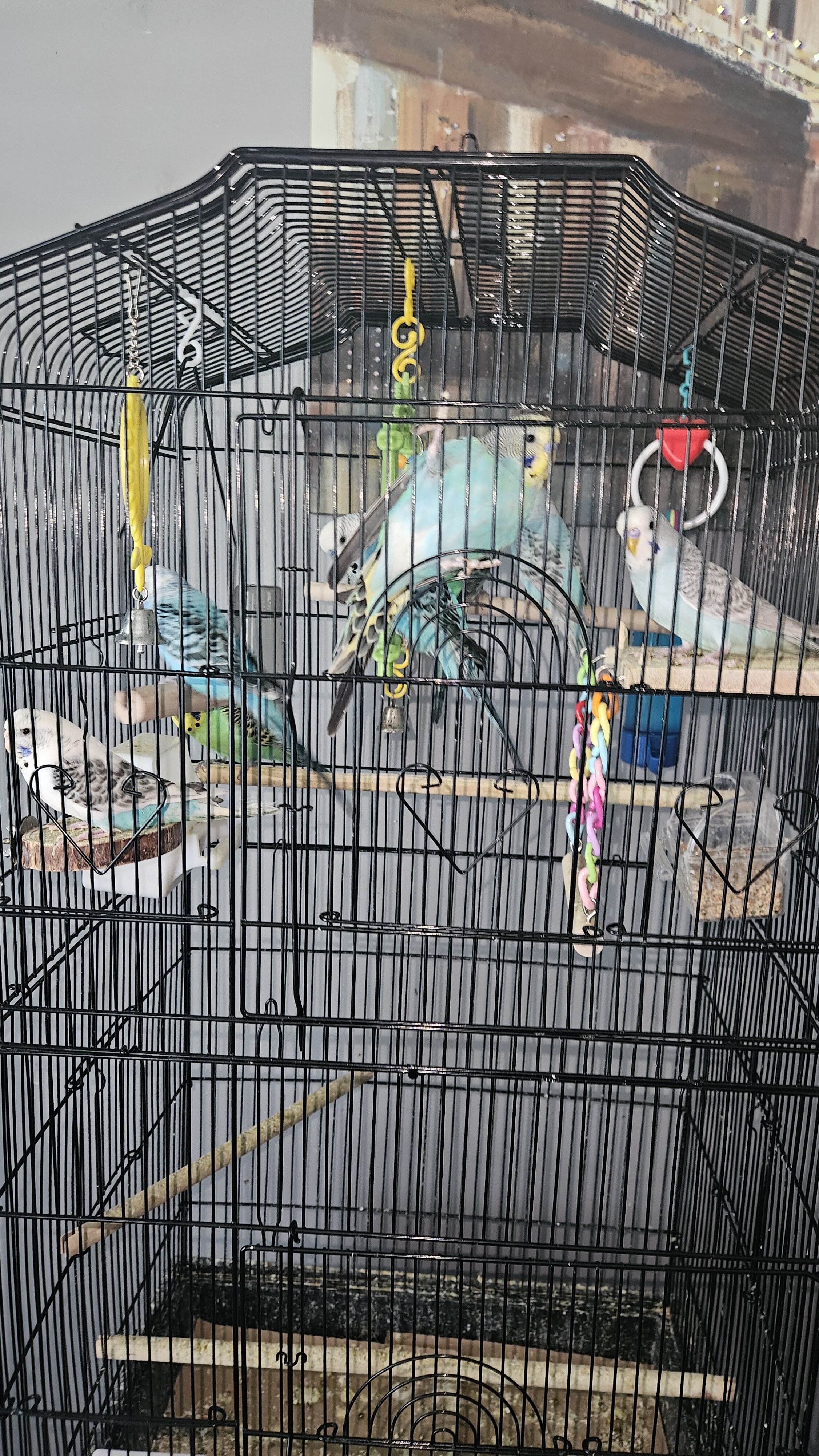 Young parakeets image 1