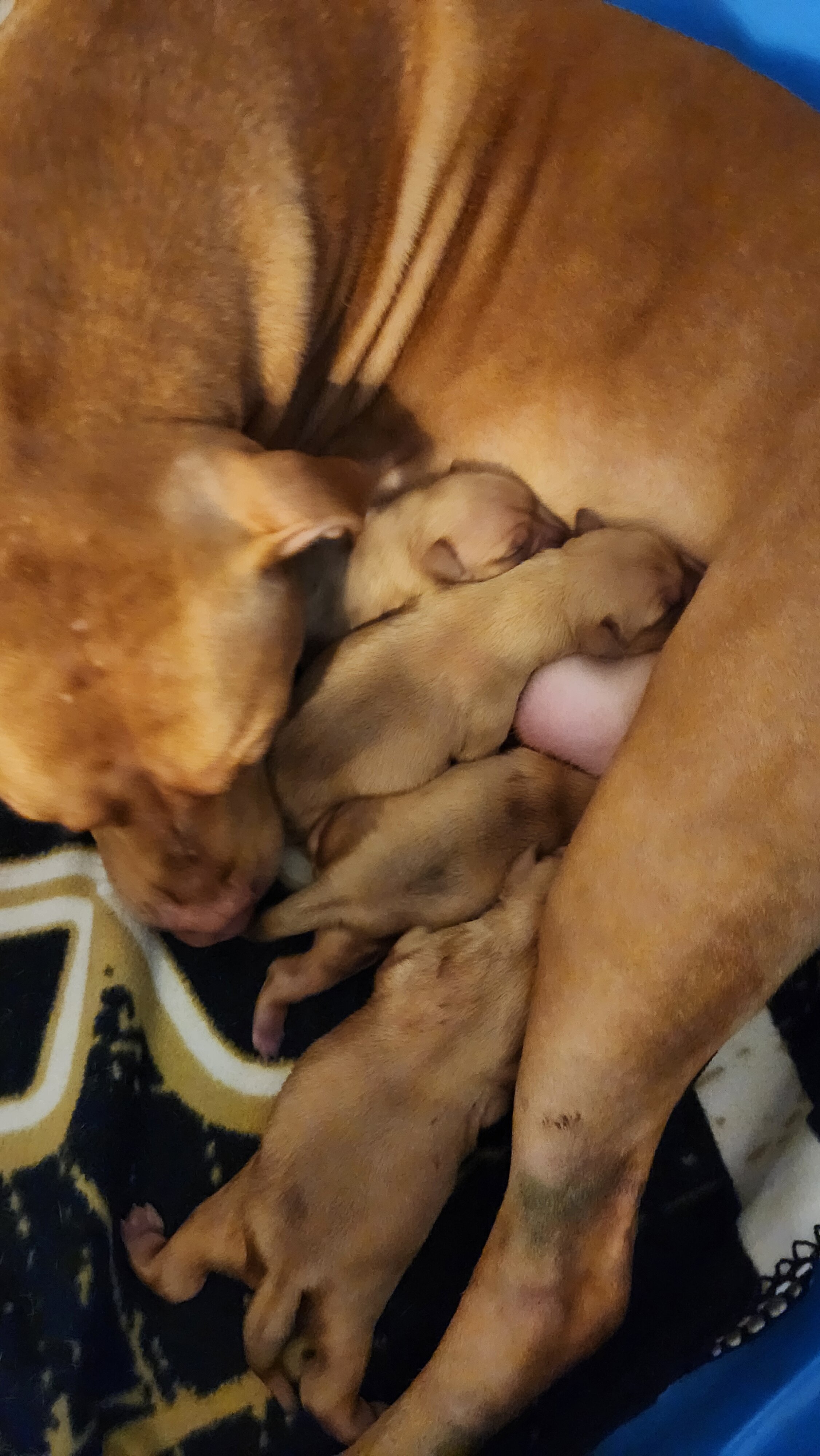 American Pitbull Terriers image 2