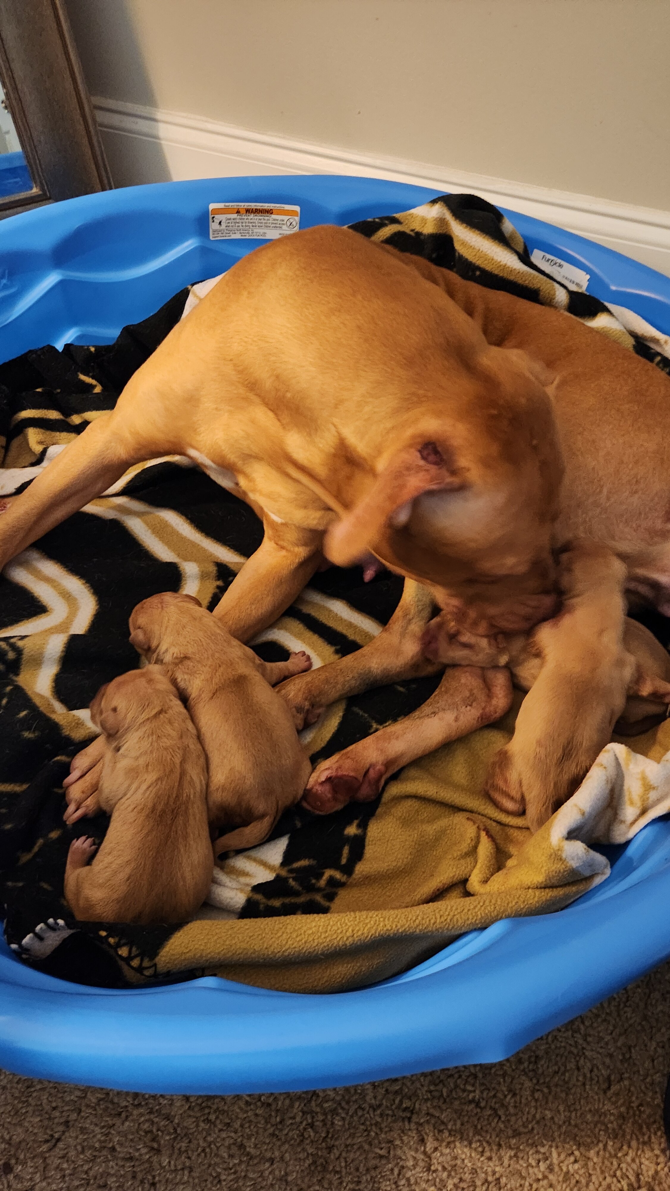 American Pitbull Terriers image 3