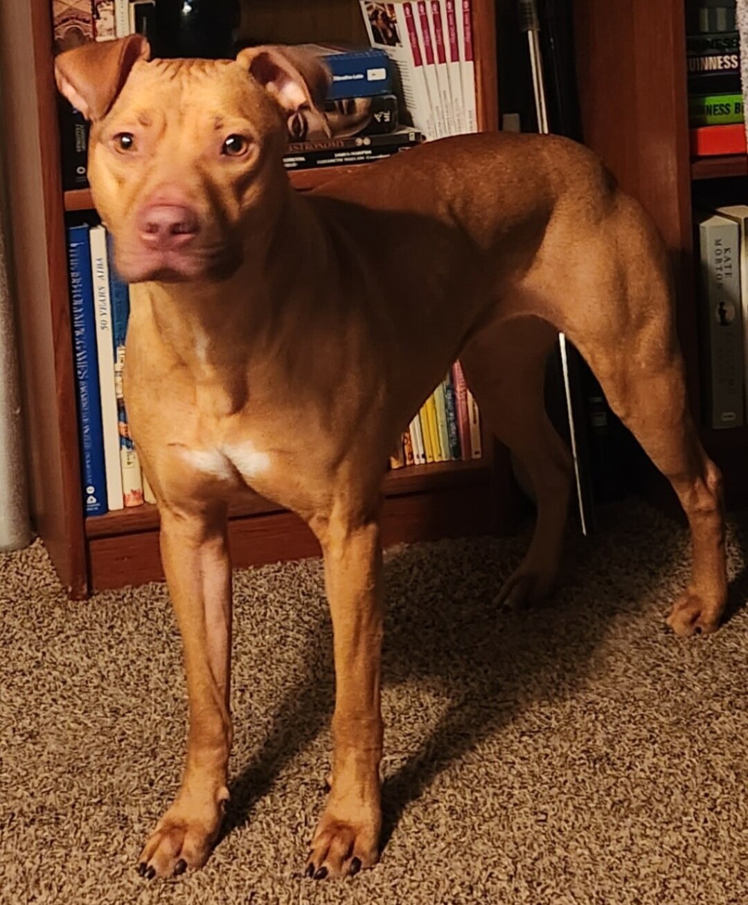 American Pitbull Terriers image 1