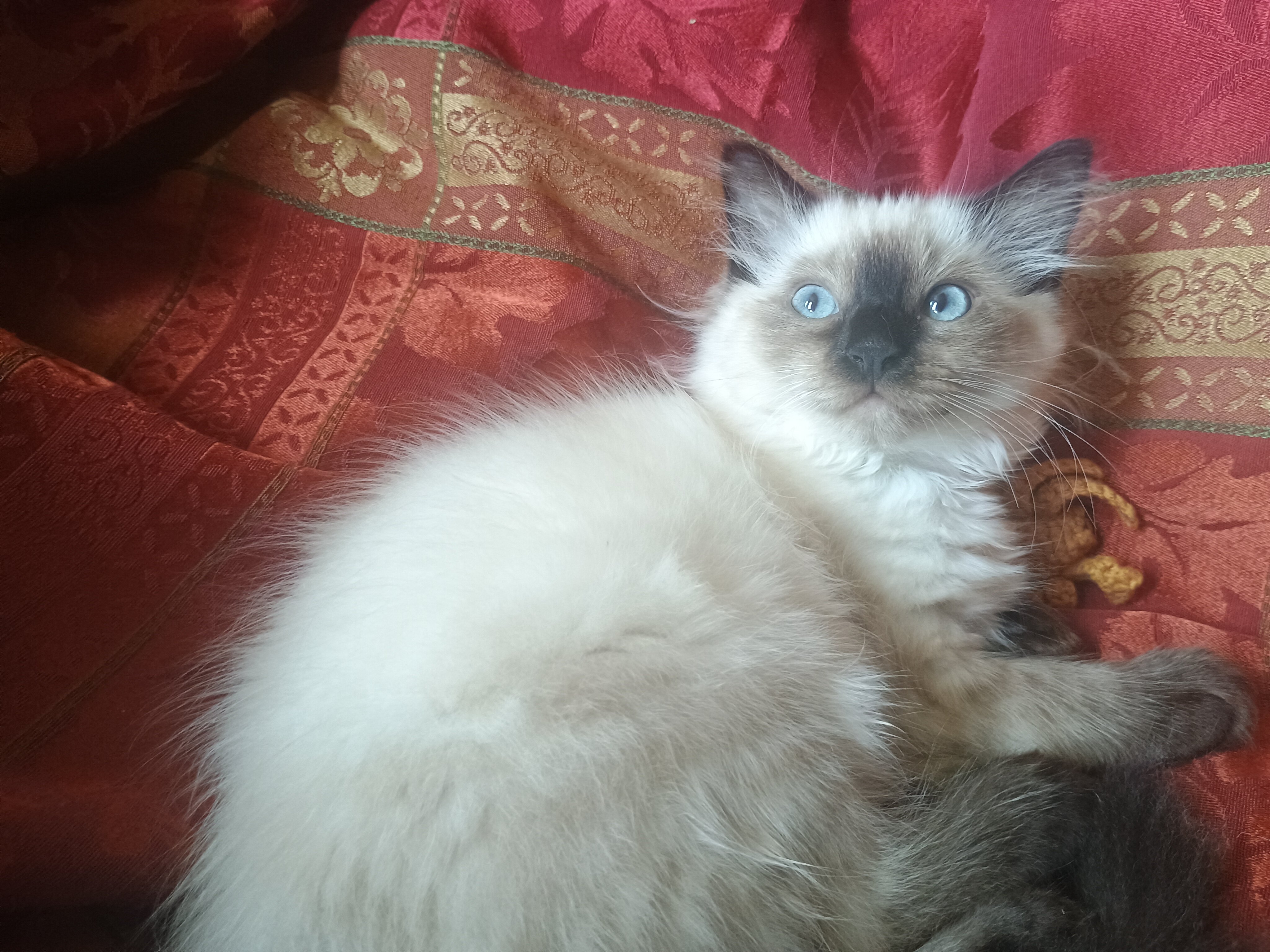 Siamese Kittens for Sale image 1