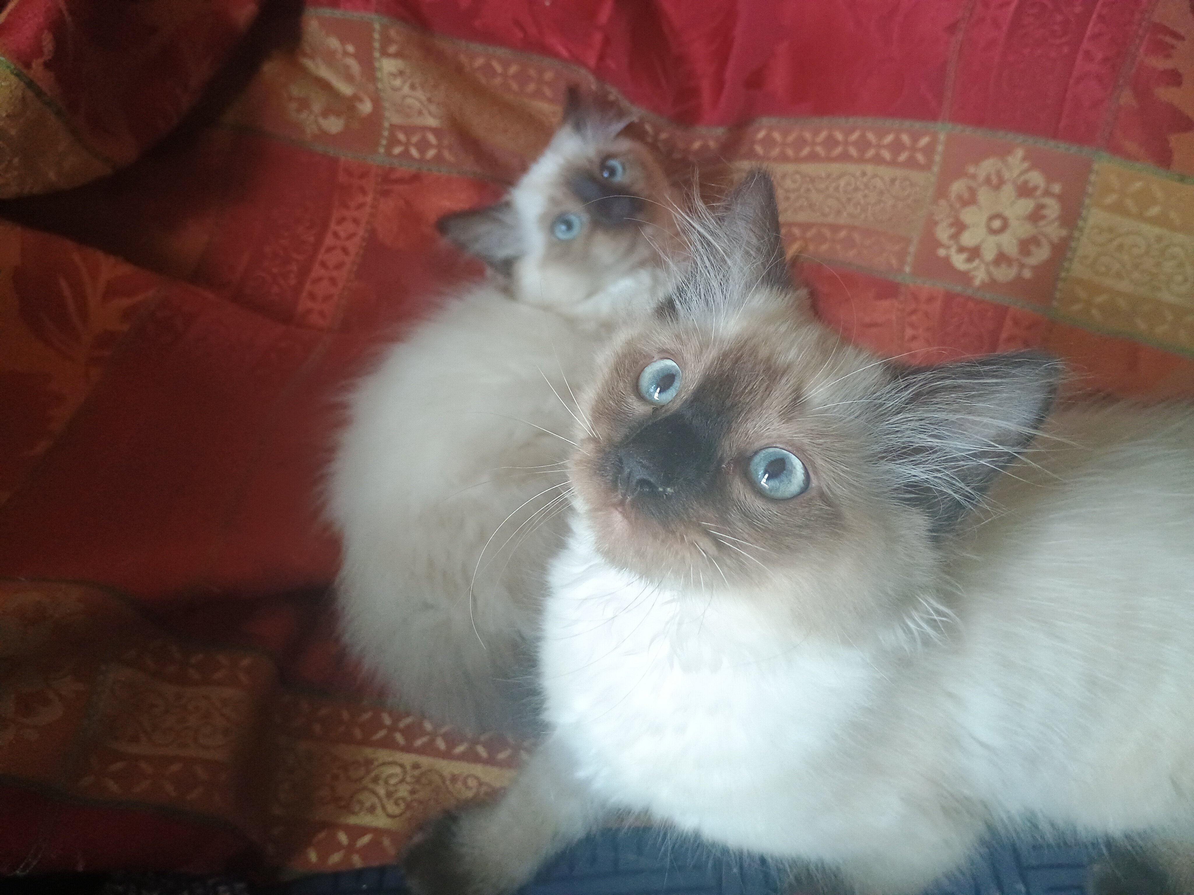 Siamese Kittens for Sale image 2