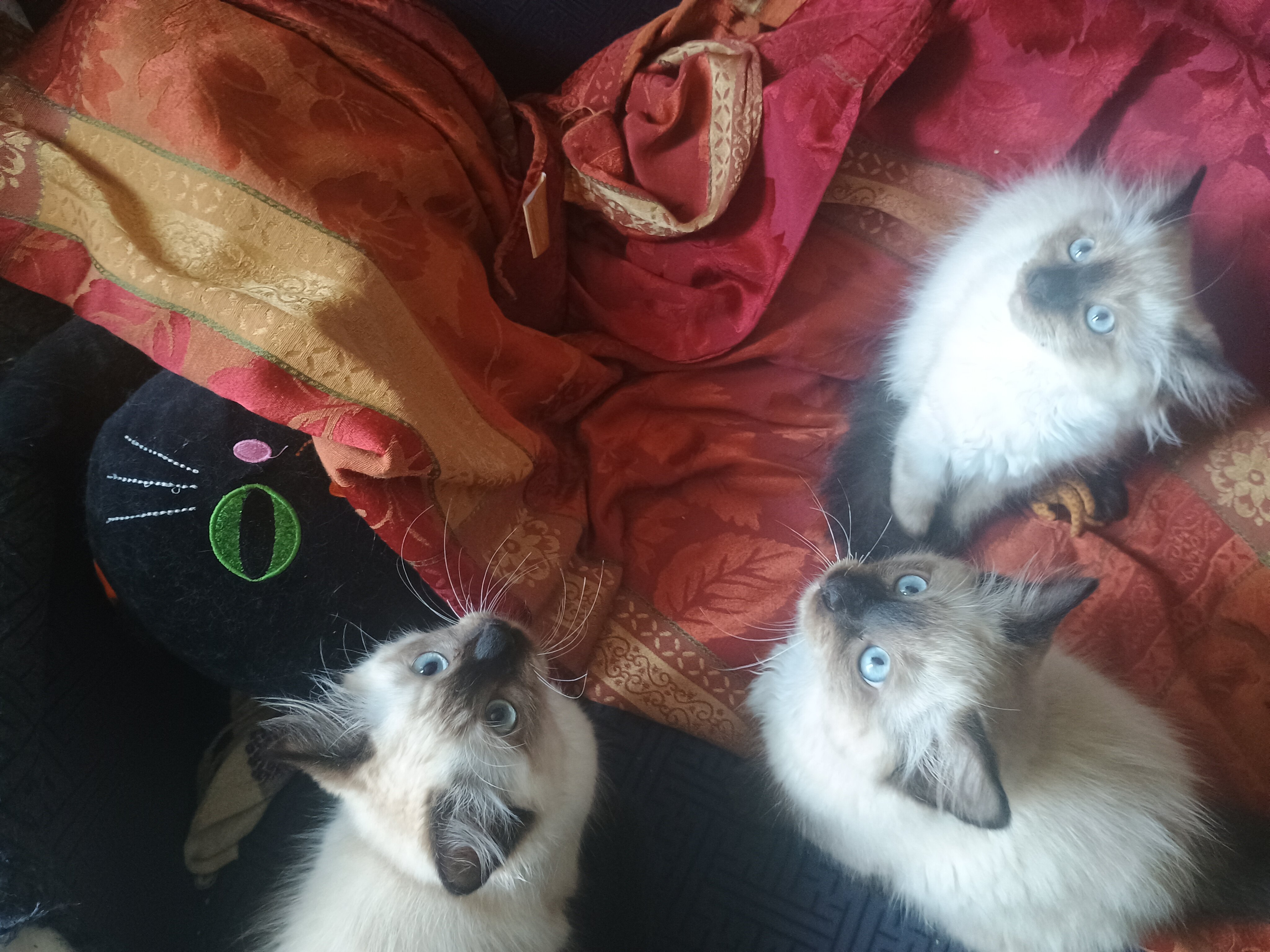Siamese Kittens for Sale image 4