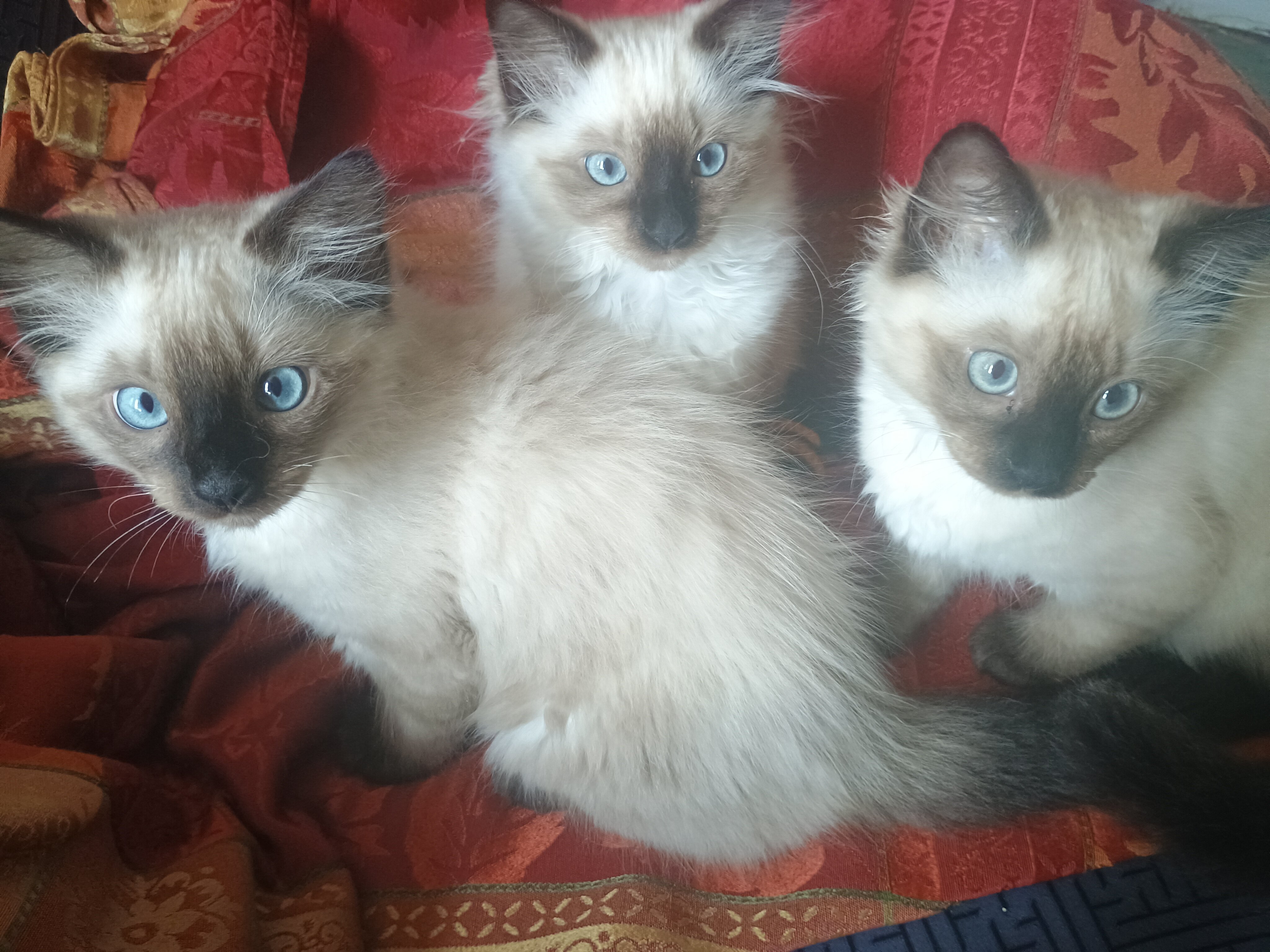 Siamese Kittens for Sale image 3