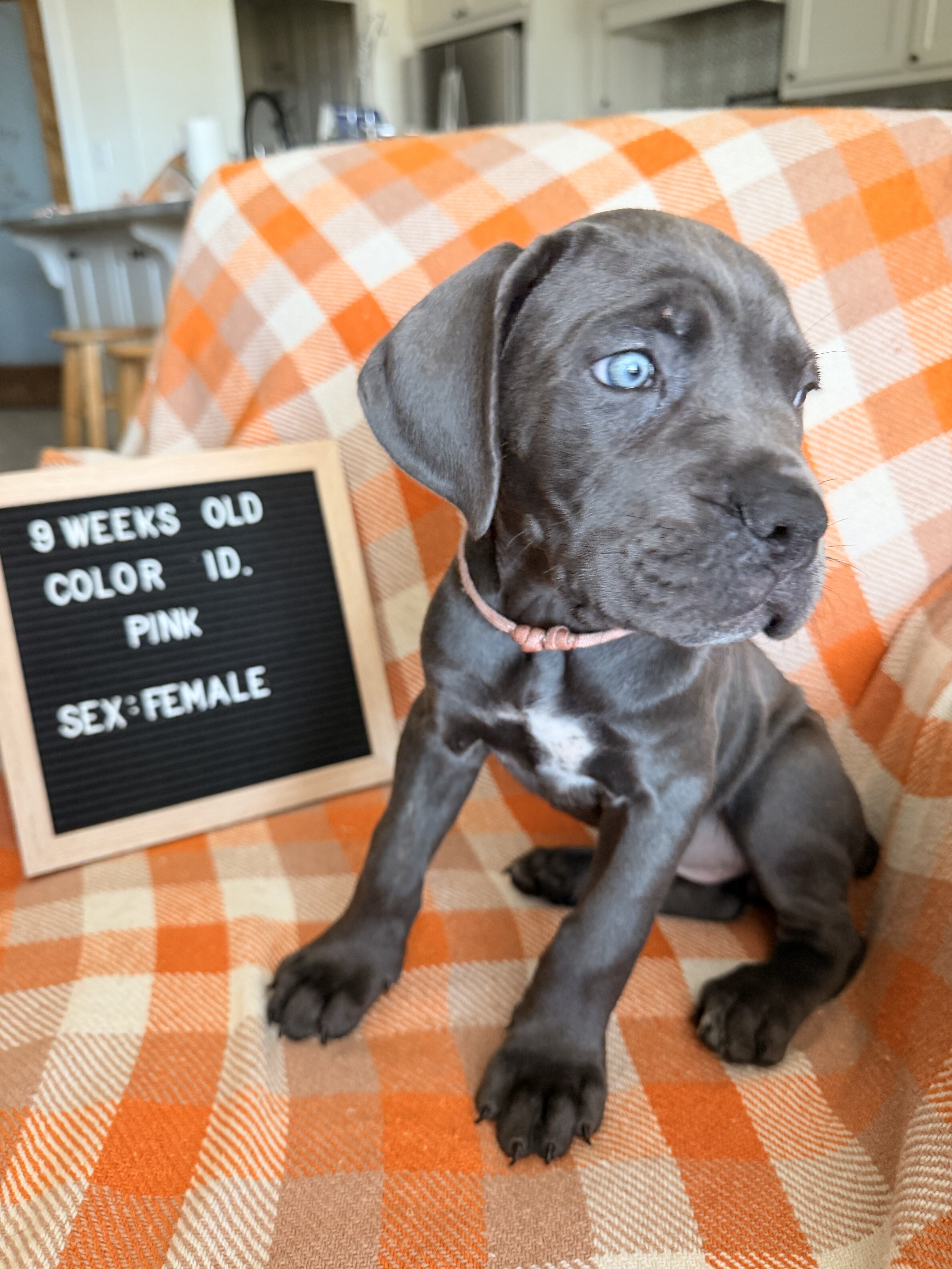 Cane Corso image 2
