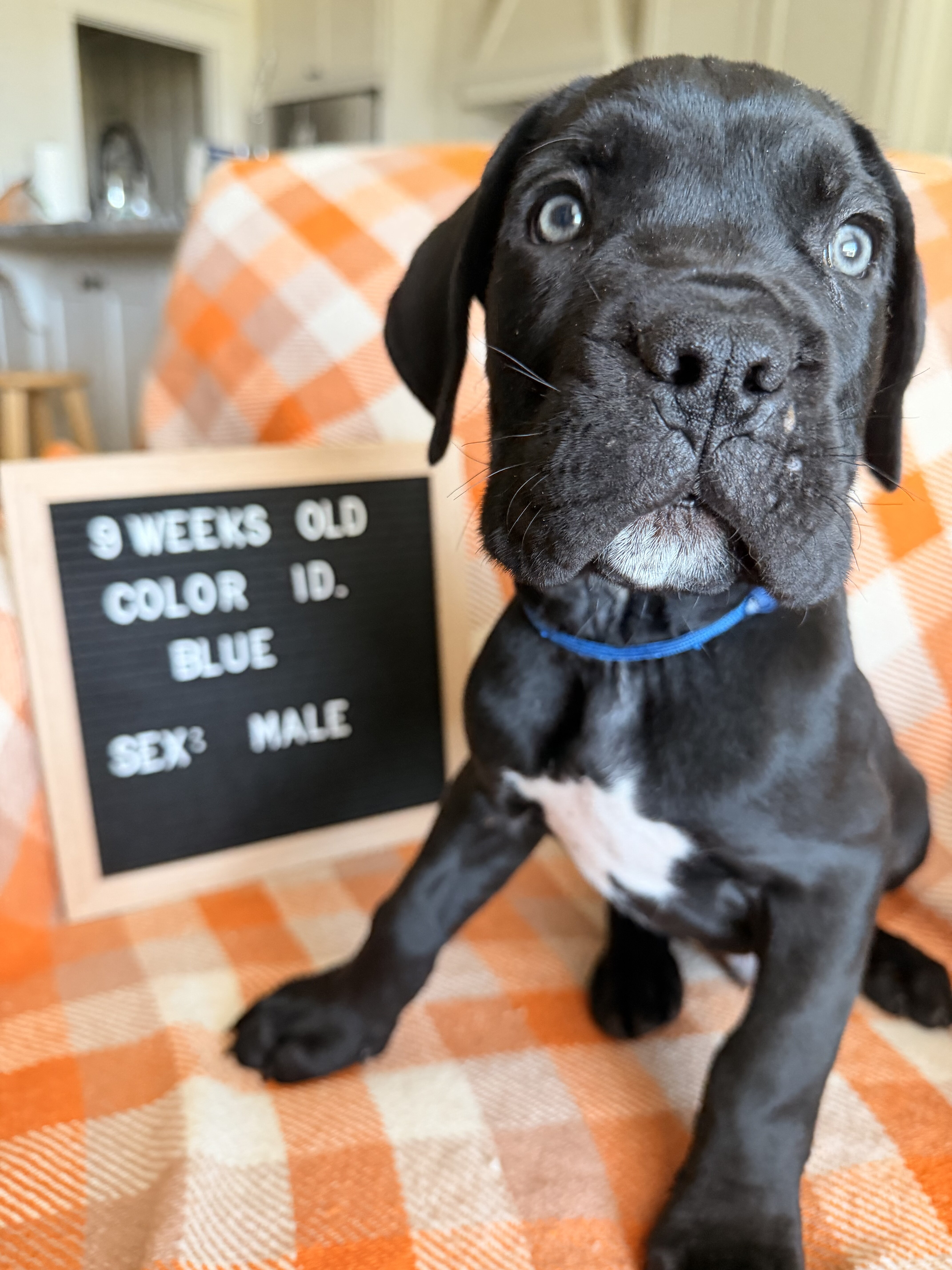 Cane Corso image 4