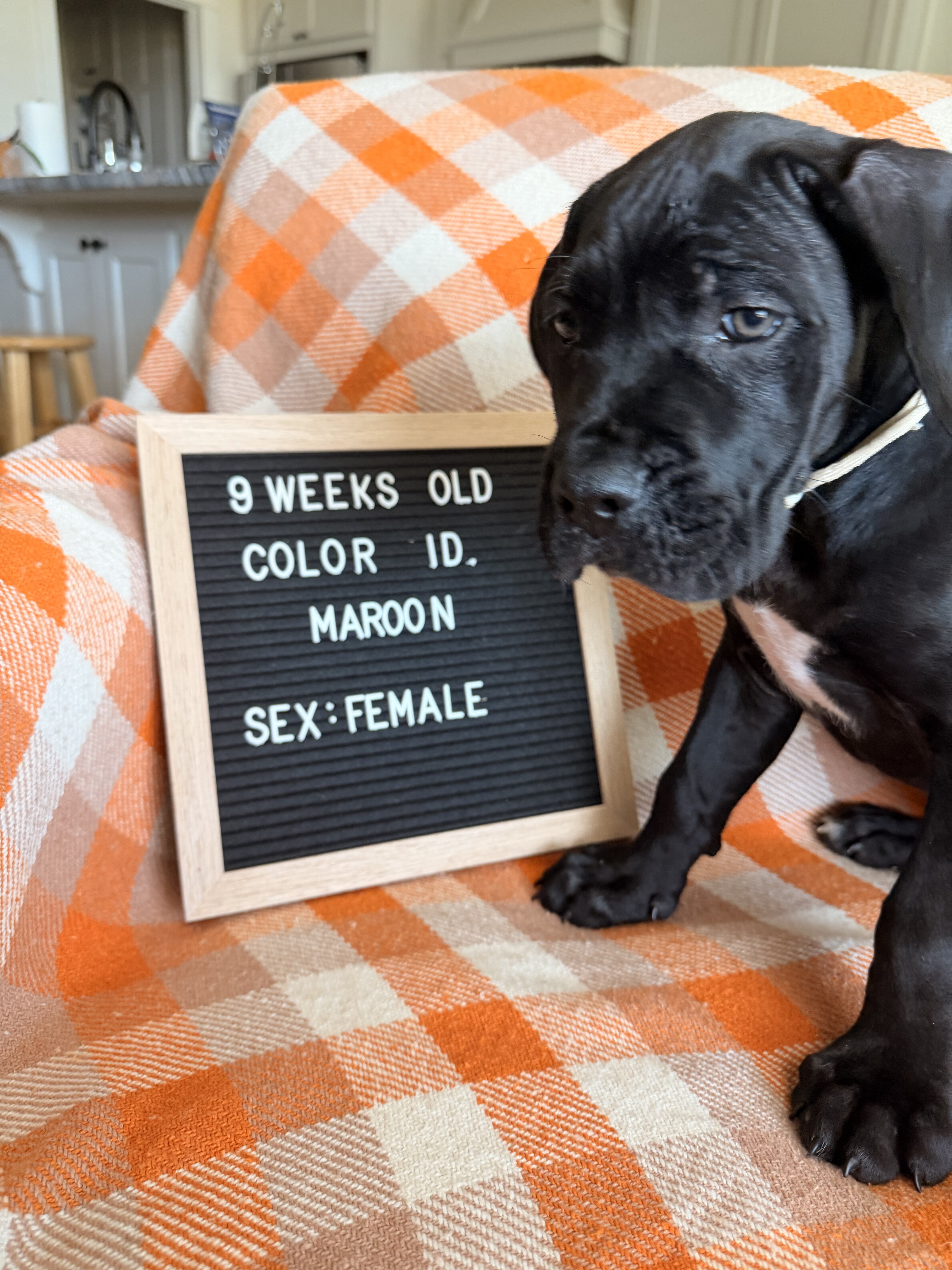 Cane Corso Puppies image 1