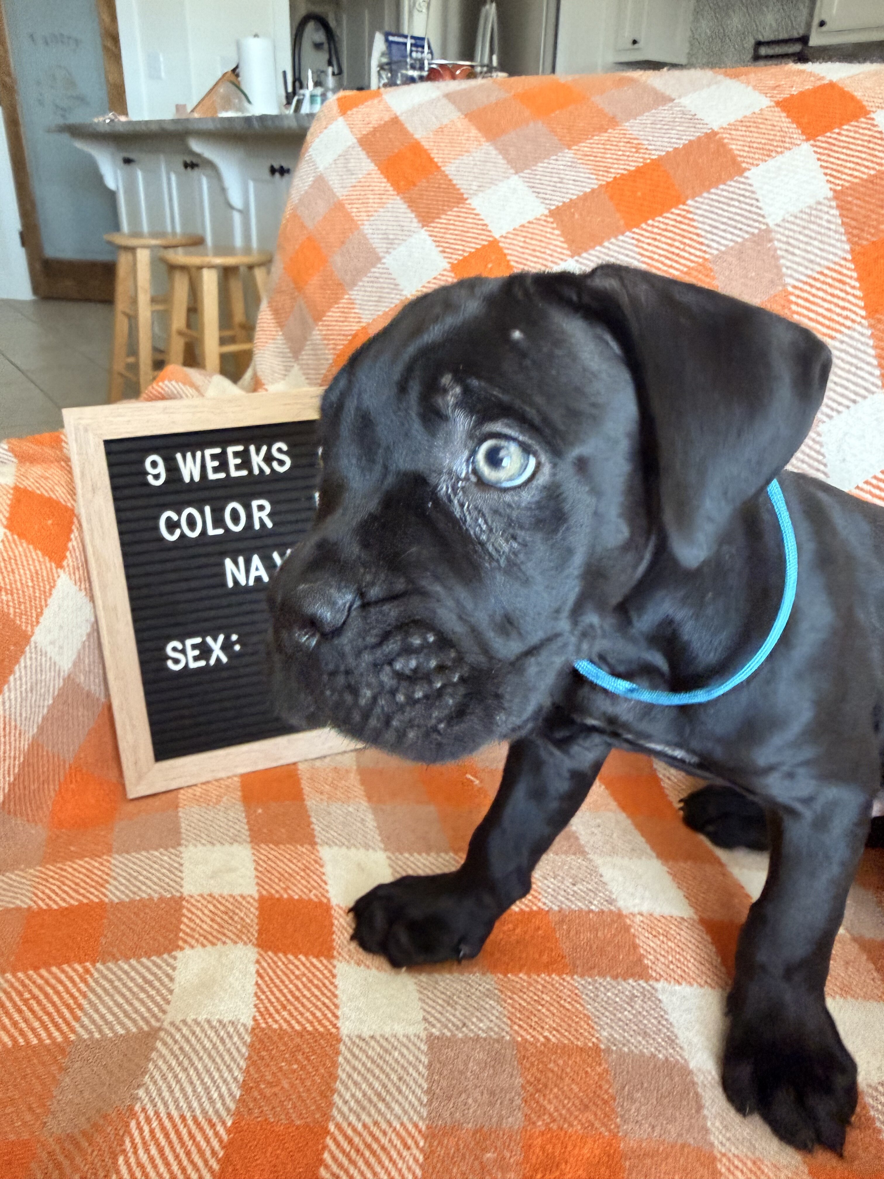 Cane Corso Puppies image 2