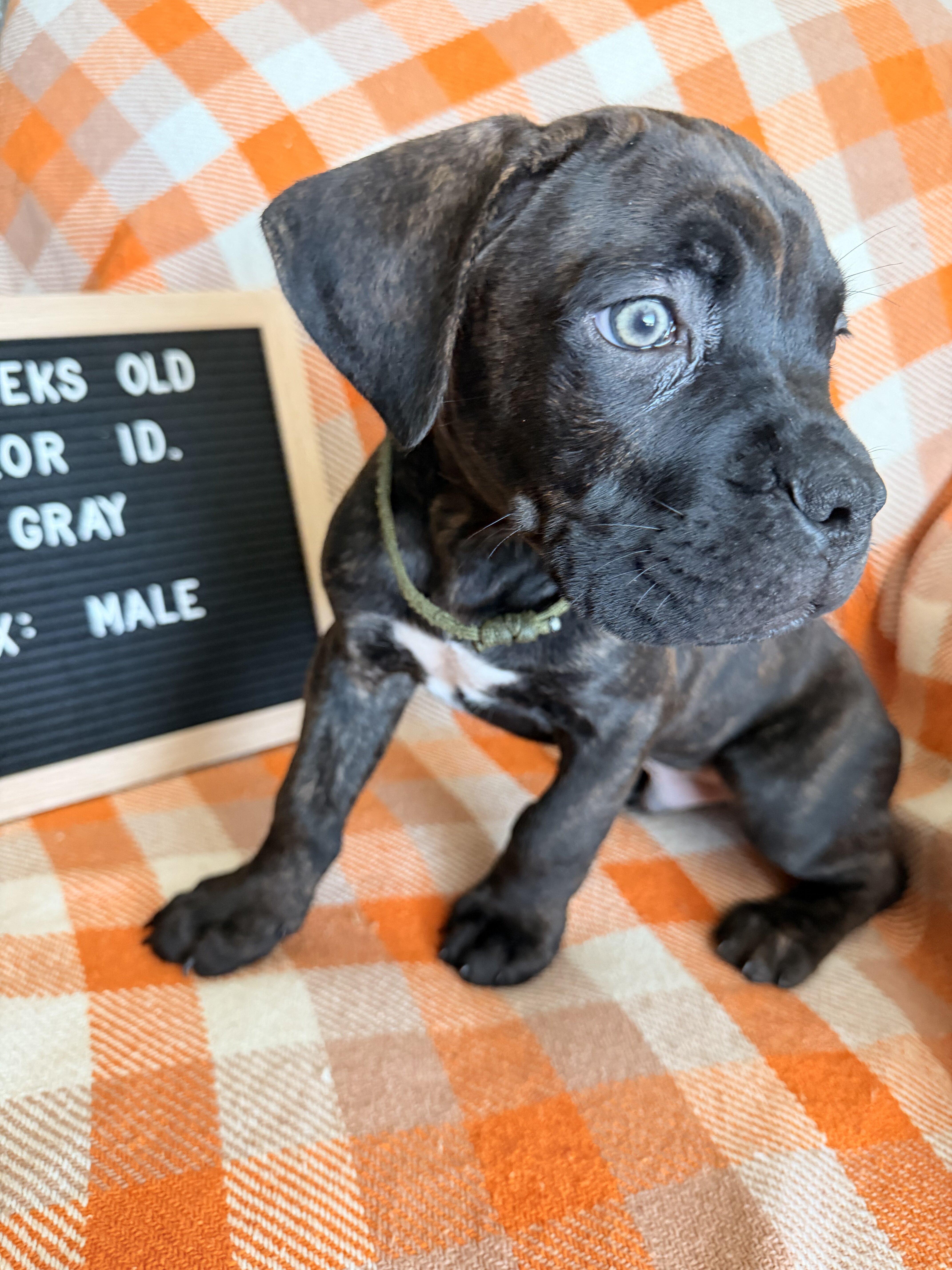 Cane Corso Puppies image 4