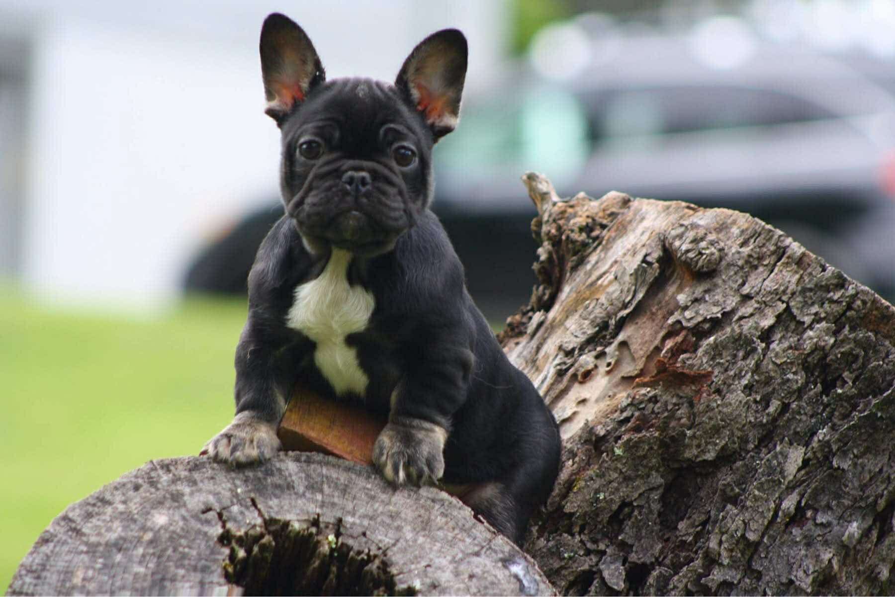 Female French Bulldog Puppy image 2