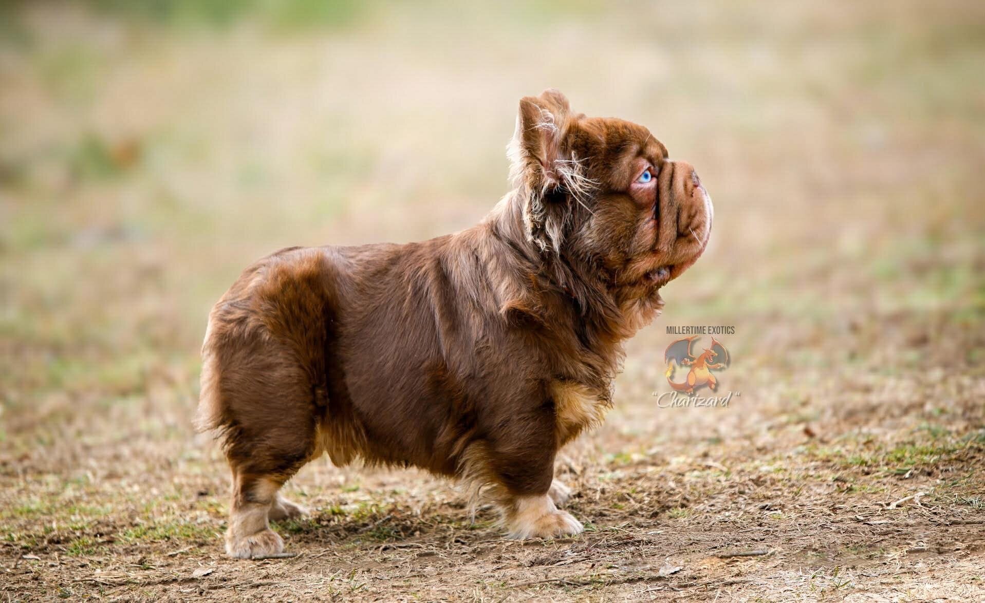 Female French Bulldog Puppy image 4