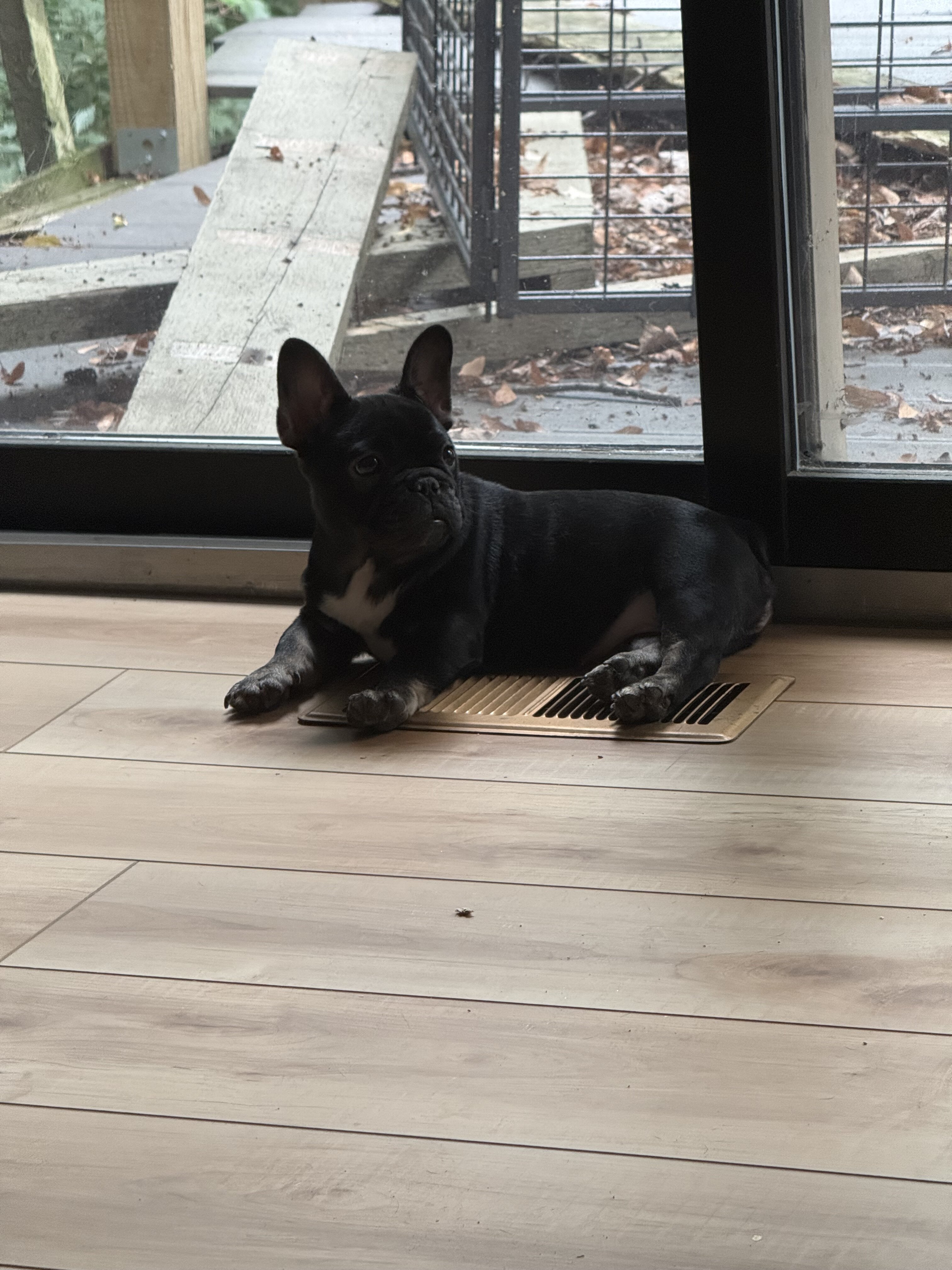 Female French Bulldog Puppy image 1