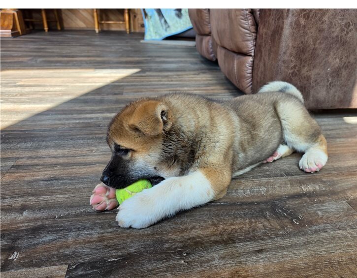 Akita Puppies For Sale image 1