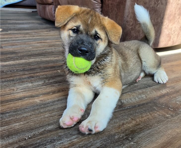 Akita Puppies For Sale image 2