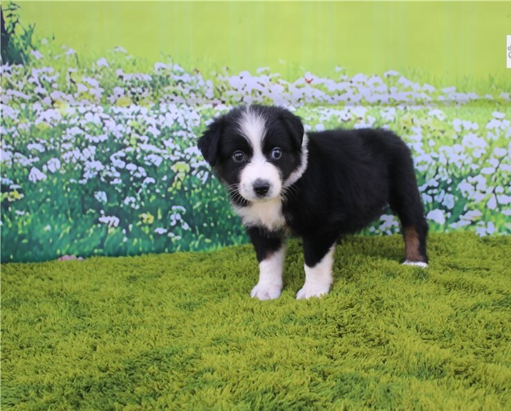 Australian Shepherds Puppies For Sale image 1
