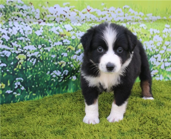 Australian Shepherds Puppies For Sale image 2