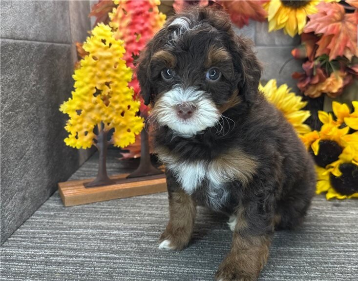 Bernedoodle Puppies For Sale image 1