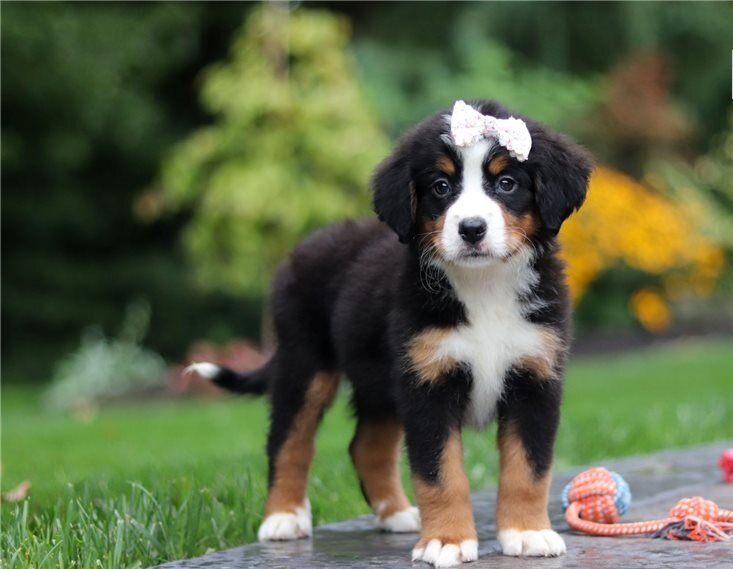 Bernese Mountain Dog Puppies For Sale image 1