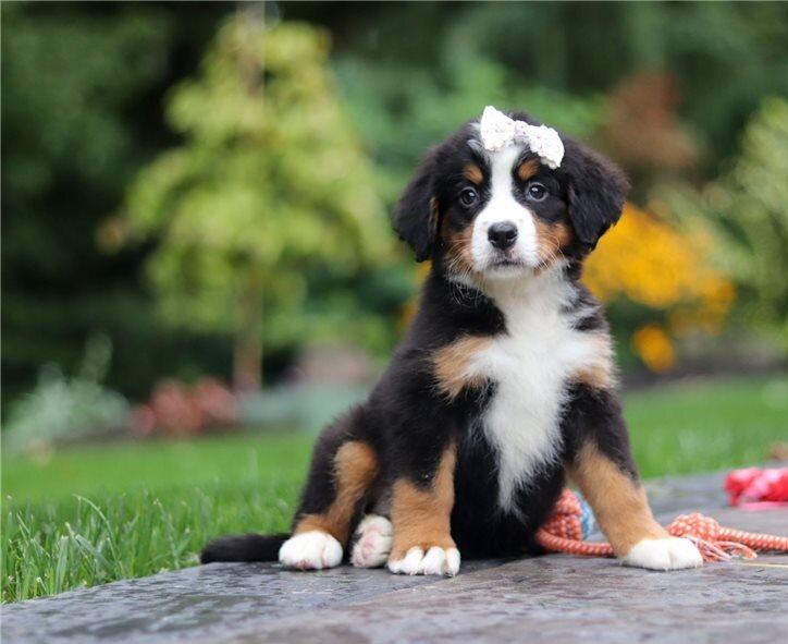 Bernese Mountain Dog Puppies For Sale image 2