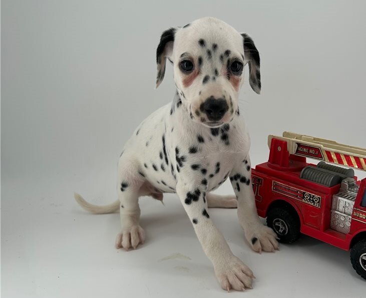 Dalmatian Puppies For Sale image 1