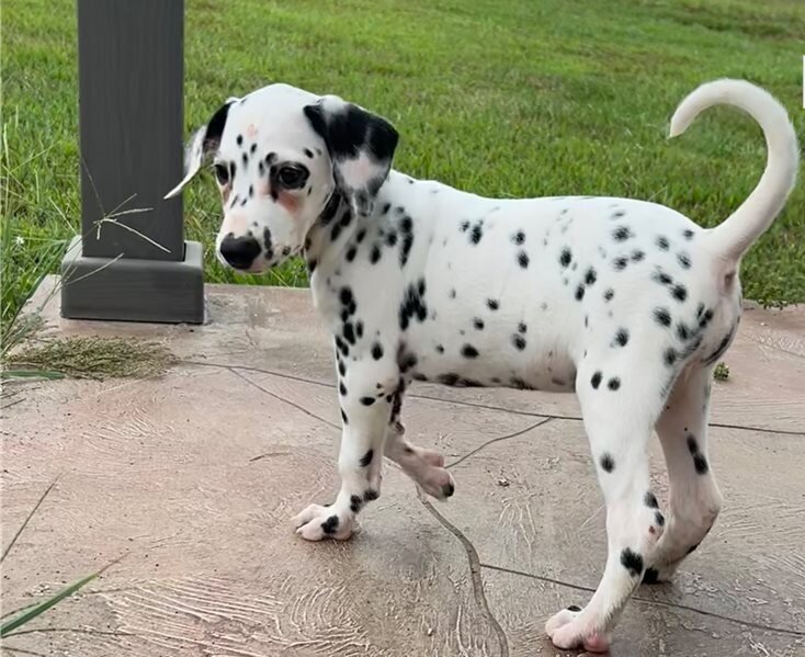 Dalmatian Puppies For Sale image 2