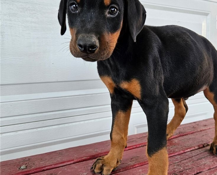Doberman Pinscher Puppies image 2