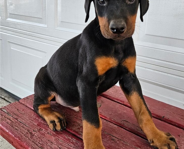 Doberman Pinscher Puppies image 1