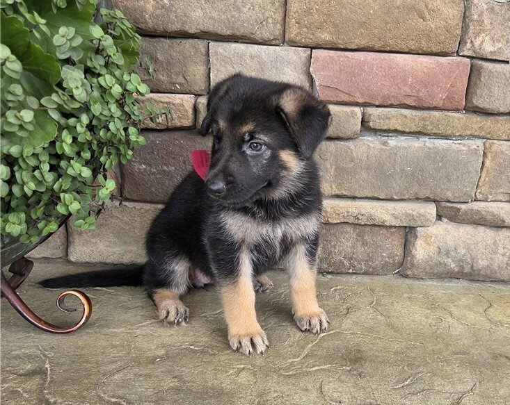 Big Bones German Shepherds Puppies image 1